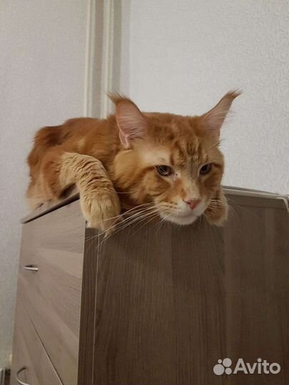 Вязка мейнкун