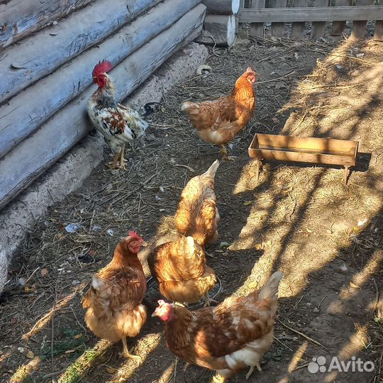 Куры-несушки с петухом