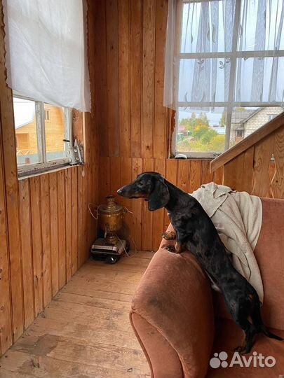 Мраморная такса вязка