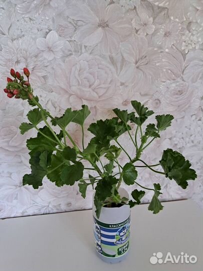 Домашние цветы