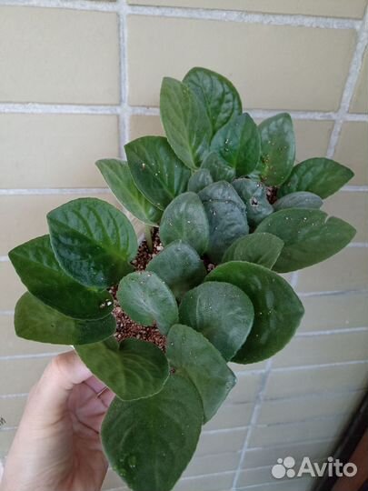 Листья фиалки белый