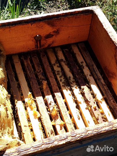 Пчелы Карника