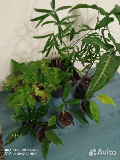 Растения набором