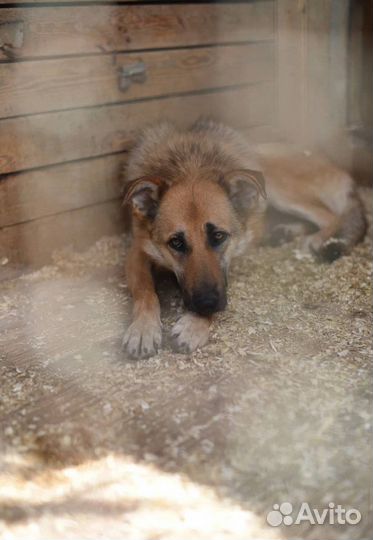 Винки Собака в добрые руки