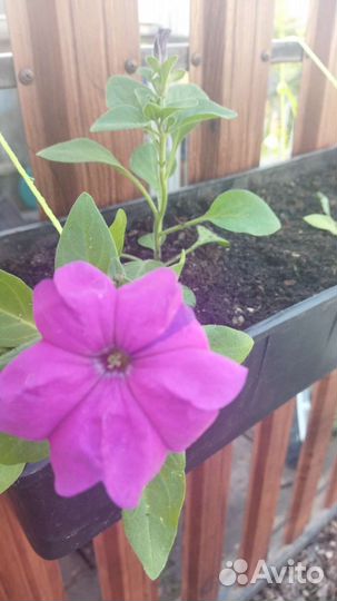 Петуния ампельная