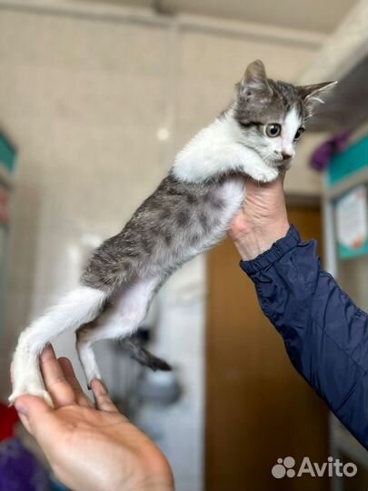 Спасите котенка из приюта