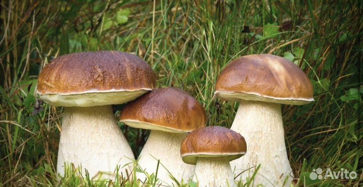 Лесные белые грибы