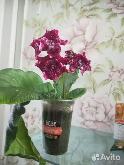 Стрептокарпус