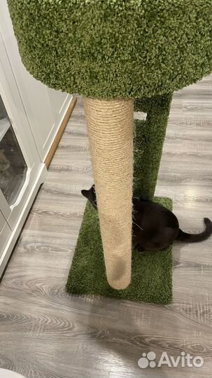 Когтеточка с домиком