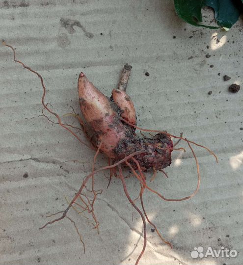 Сангвинария канадская махровая