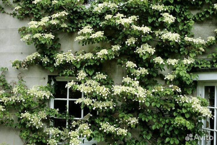 Гортензия черешковая - вьющаяся