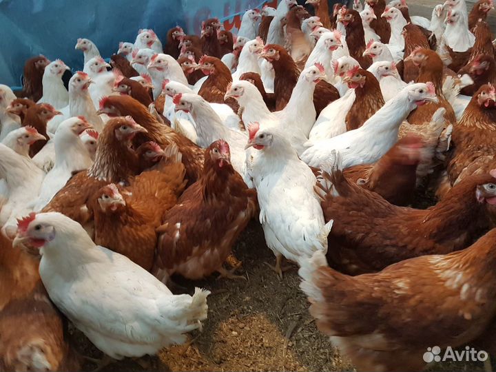 Курочки несушки