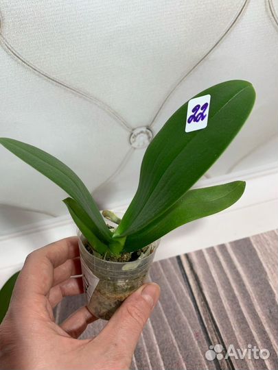 Бабочка орхидея PF 5017