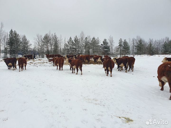 Герефорды бычки мясные на откорм и племя