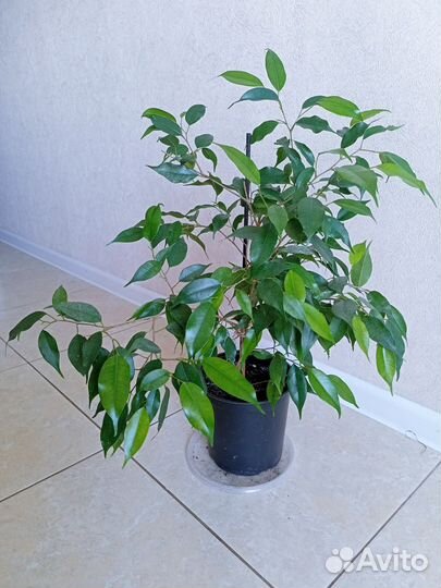 Бенджамина