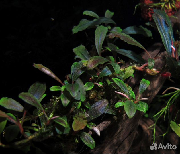 Буцефаландра Призрак Брауни