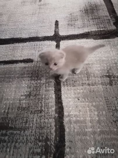 Шотландские вислоухие котята