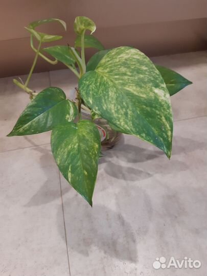 Сциндапсус