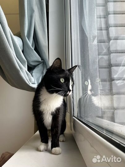 Кошки в добрые руки