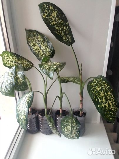 Домашние цветы Диффенбахия