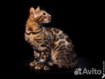 Бенгальский кот