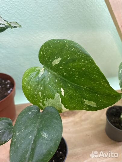 Монстера Тайское созвездие