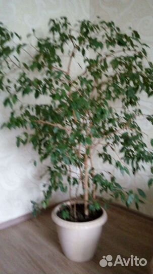 Фикус бенджамина большой