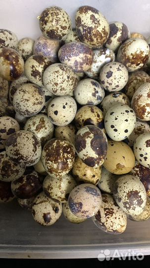 Яйца перепелиные