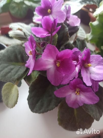 Фиалка сортовая