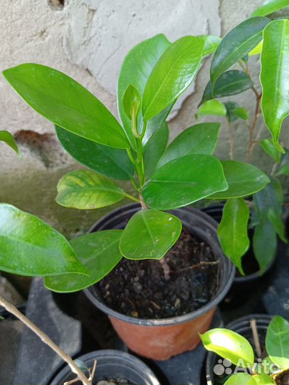 Фикус бенджамина