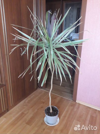 Пальма драцена- дерево
