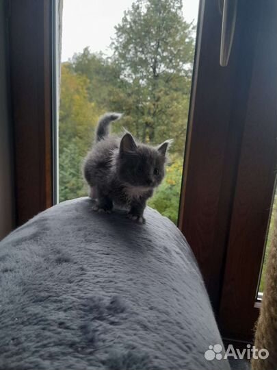 Котёнок в добрые руки