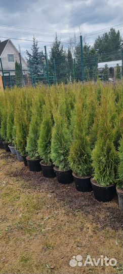 Туя западная смарагд