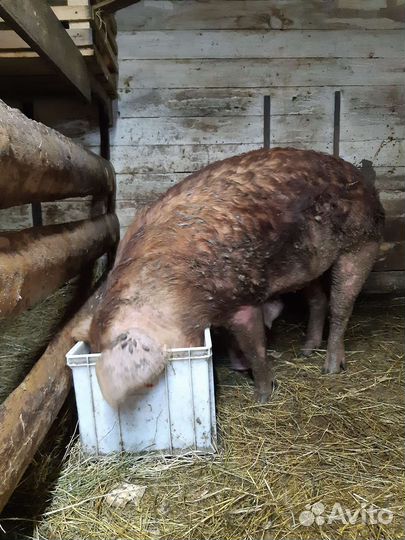 Свиньи дюрок