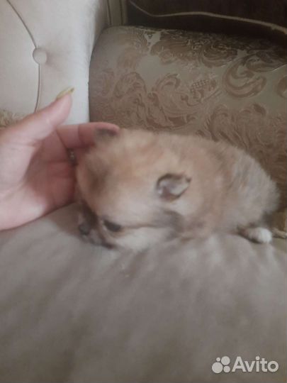 Щенки померанского шпиц