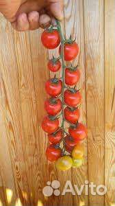Семена раннего черри томата Армата F1