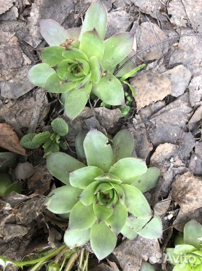 Молодило (заячья капуста)