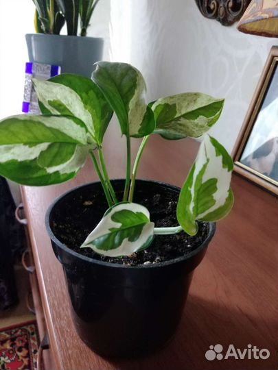 Сциндапсус