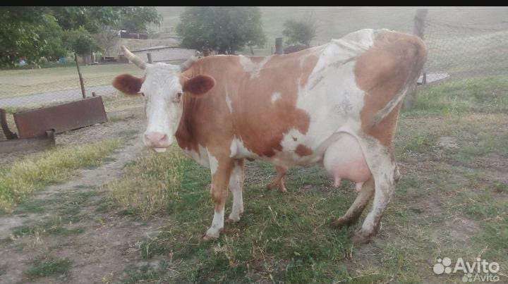 Корова с теленком