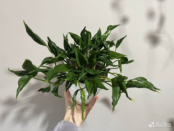 Растения на срез