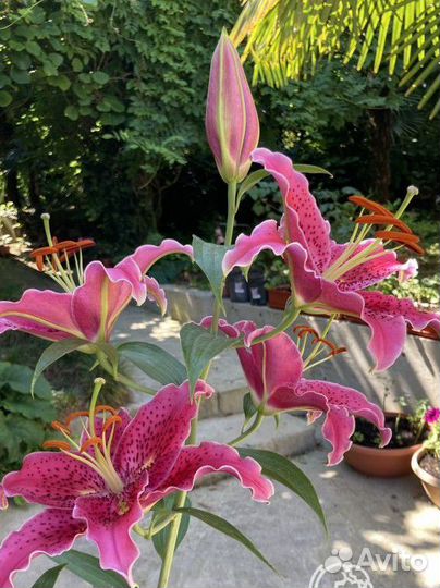 Азиатские лилии. Опт и розница