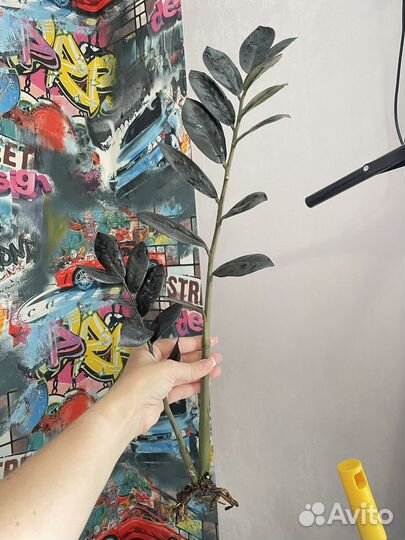 Замиокулькас черный равен