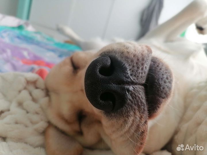 Вязка лабрадор