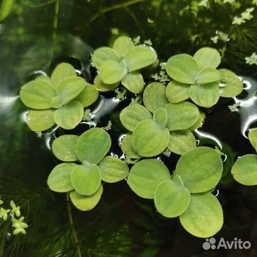 Аквариумные растения