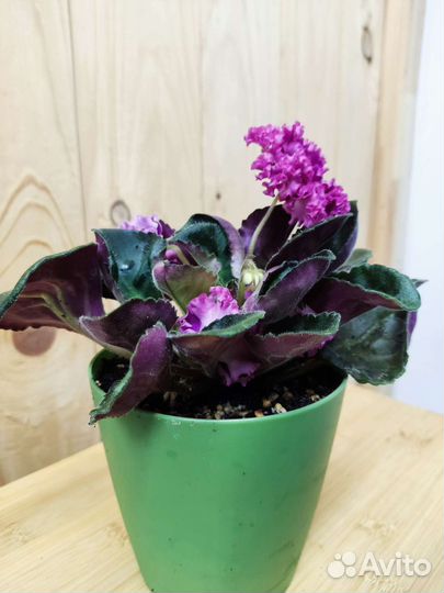 Фиалка Дарья