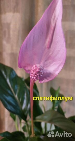 Комнатные цветы