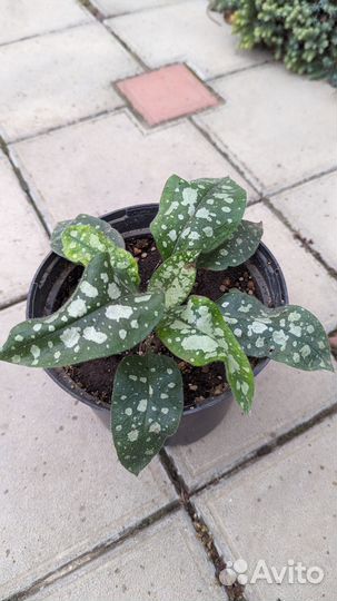 Медуница сахарная