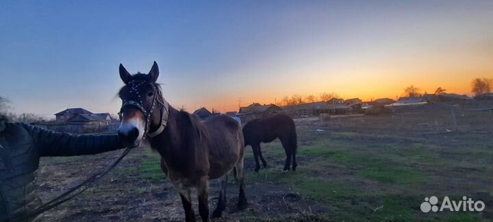Лошадь потерялись
