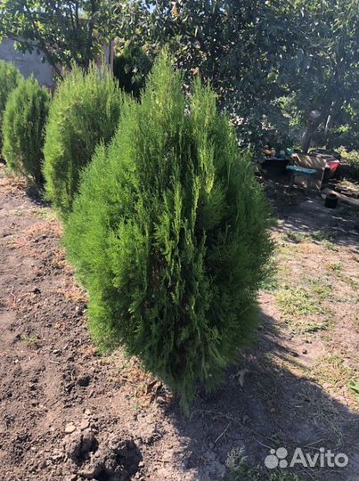 Туя разные размеры