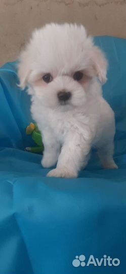 Мальтезе девочка документы РКФ